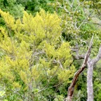 Erythroxylum Hypericifolium  Bois d'huile Erythroxylaceae Endémique La Réunion 876.jpeg