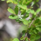 Erythroxylum hypericifolium Bois d'huile Erythroxylaceae Endémique La Réunion, Maurice 937.jpeg