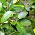 Erythroxylum sideroxyloides  Ti Bois de rongue Erythroxylaceae Endémique La Réunion , Maurice 885.jpeg