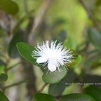 Eugenia buxifolia Bois de nèfles à petites feuilles Myrtaceae Endémique La Réunion 843.jpeg