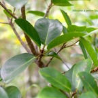 Ficus reflexa Affouche à petites feuilles Moraceae Indigène Mascareignes 837.jpeg