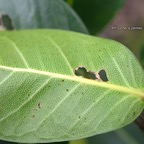 Ficus reflexa Affouche à petites feuilles Moraceae Indigène Mascareignes 940.jpeg