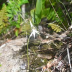Jumellea recta Orchidaceae Indigène La Réunion 862.jpeg