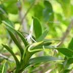 Jumellea recta Orchidaceae Indigène La Réunion 893.jpeg