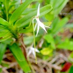 Jumellea recta Orchidaceae Indigène La Réunion 899.jpeg