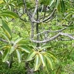 Mimusops balata Grand natte Sapotaceae Endémique La Réunion, Maurice 896.jpeg