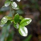 Myonima obovata Bois de prune rat Rubiaceae Endémique La Réunion , Maurice 805.jpeg