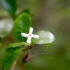Myonima obovata Bois de prune rat Rubiaceae Endémique La Réunion, Maurice 810.jpeg