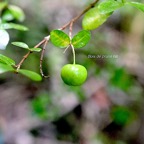 Myonima obovata Bois de prune rat Rubiaceae Endémique La Réunion, Maurice 812.jpeg