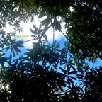 Ochrosia borbonica Bois jaune Apocynaceae Endémique La Réunion, Maurice 800.jpeg