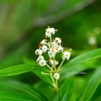 Olea lancea Bois d'olive blanc Oleaceae Indigène La Réunion 850.jpeg