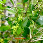 Rhus longipes Faux poivrier blanc Anacardiaceae E E 832.jpeg
