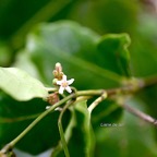 Secamone dilapidans Liane de lait Apocynace ae Endémique La Réunion, Maurice 930.jpeg