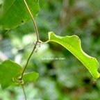 Smilax anceps Liane croc de chien Smil acaceae Indigène La Réunion 828.jpeg