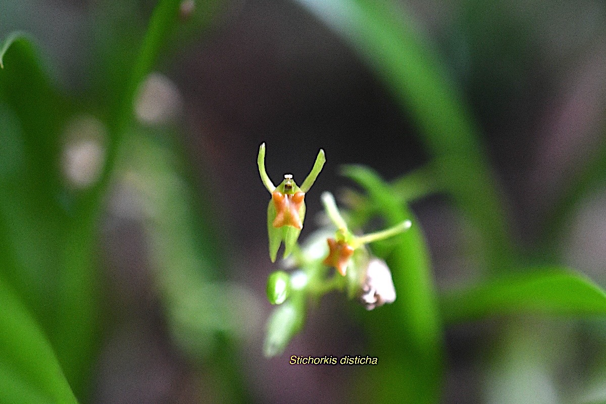 Stichorkis disticha Orchidaceae  Indigène La Réunion 908.jpeg