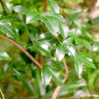 Toddalia asiatica Liane patte poule R utaceae Indigène La Réunion 830.jpeg