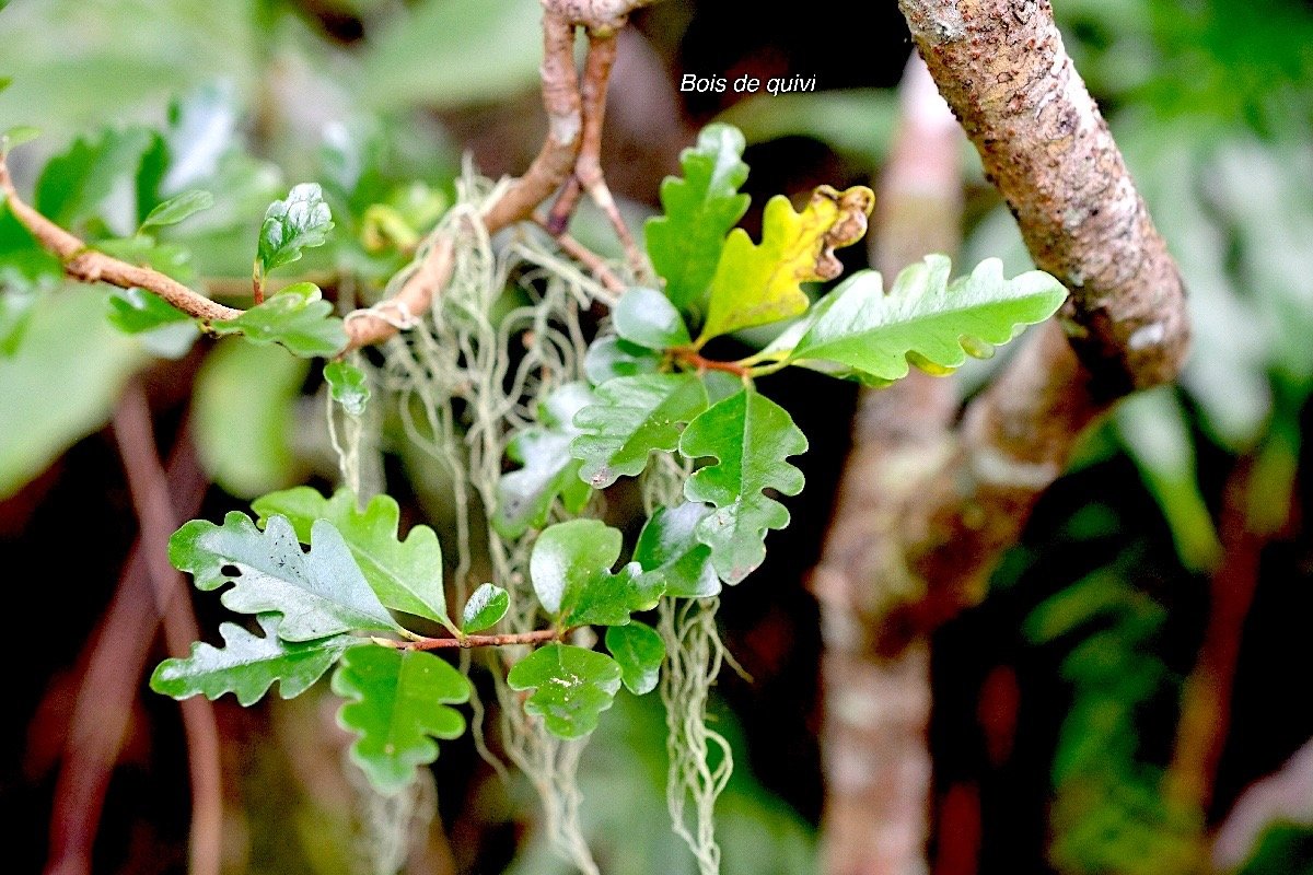 Turraea thouarsiana Bois de quivi Meliacea e Endémique La Réunion, Maurice 951.jpeg