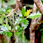 Turraea thouarsiana Bois de quivi Meliacea e Endémique La Réunion, Maurice 951.jpeg