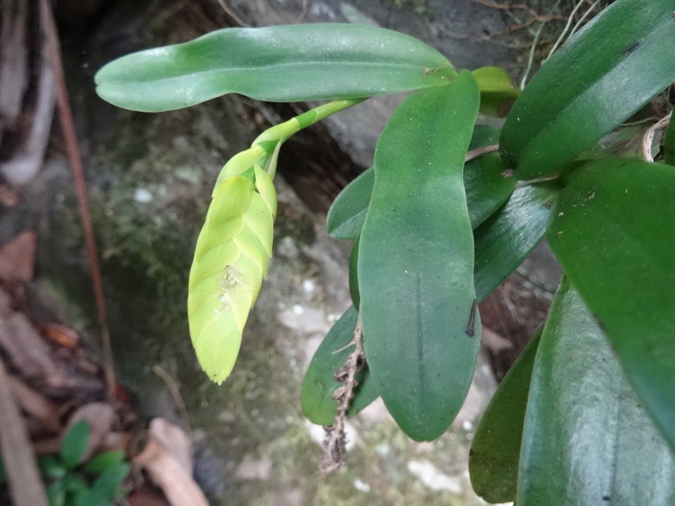 Bulbophyllum occultum - EPIDENDROIDEAE - Indigène Réunion
