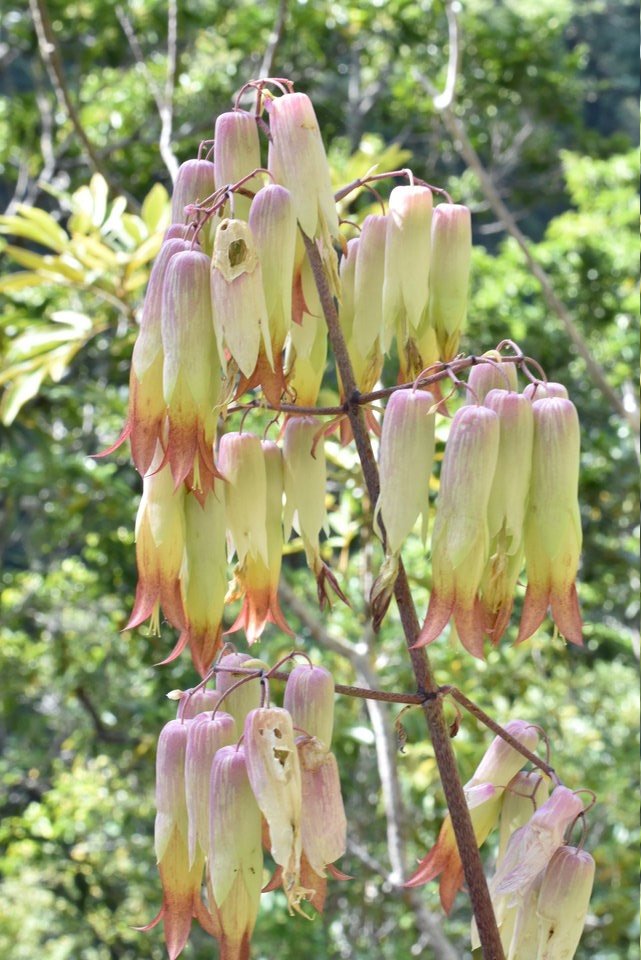 Kalanchoe pinnata - Zerbe tortue - CRASSULACEAE - Madagascar