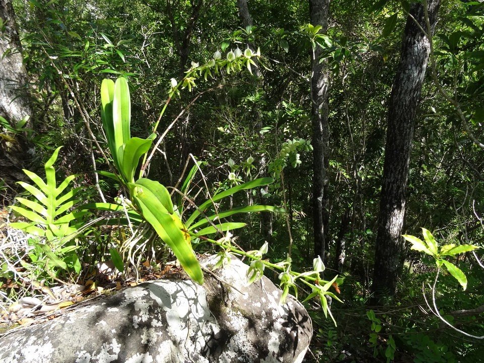 Petite comète en milieu naturel