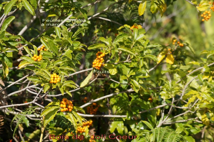 Bois de Joli Coeur - Pittosporum senacia - Pittosporacée - Masc
