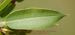Bois de rempart- Caractéristiques de sa feuille