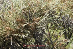 Branle blanc - Stoebe passerinoides - Astéracée - B