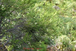 Branle vert- Erica reunionnensis- Ericacée- B