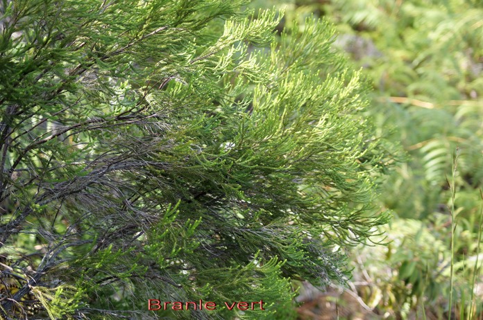 Branle vert- Erica reunionnensis- Ericacée- B