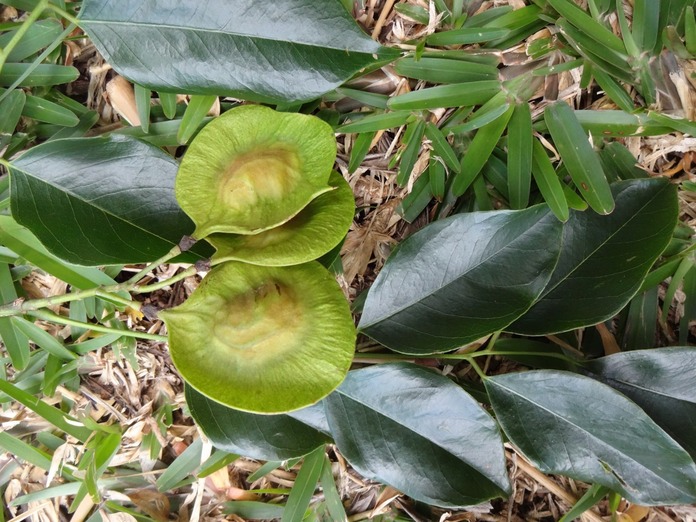 DSC04489 Pterocarpus indicus Sang Dragon