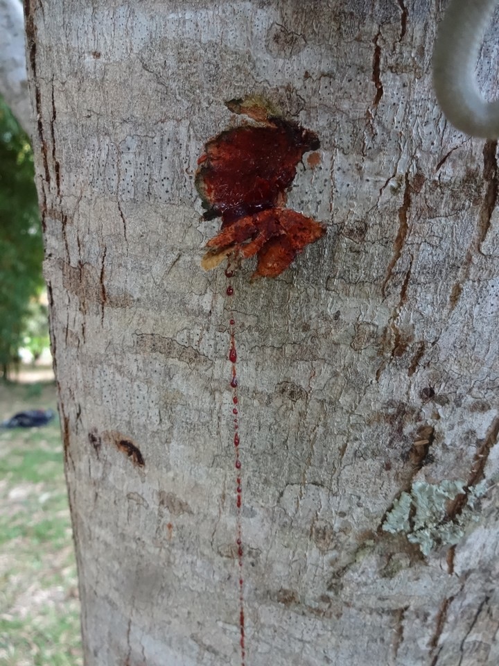 DSC04490 Pterocarpus indicus Sang Dragon