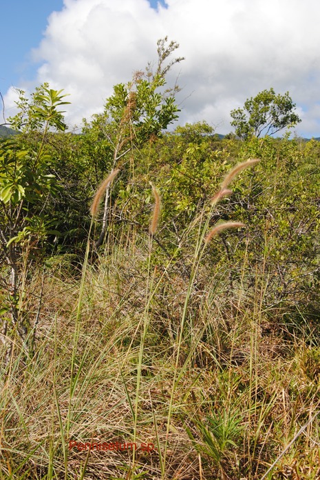DSC_0011
