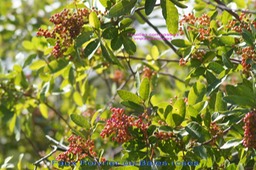 Faux Poivrier - Schinus terebenthifolius - Anacardiacées - exo