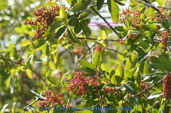 Faux Poivrier - Schinus terebenthifolius - Anacardiacées - exo