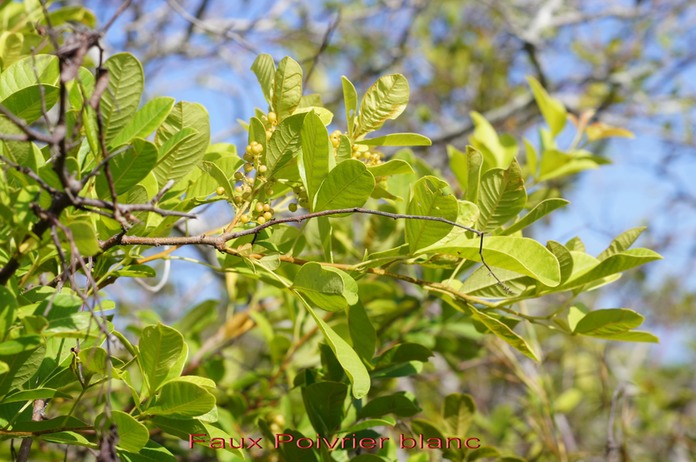 Faux Poivrier blanc - Rhus longipes - Anacardiacée - exo