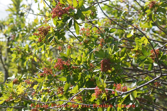 Faux Poivrier ou Baies roses - Schinus terebenthifolius