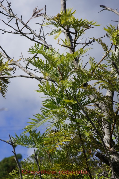 Grevillea robusta - Protéacée - exo