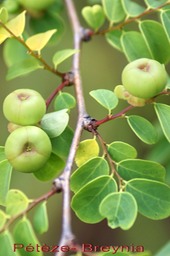 Pétèze - Breynia retusa - Fruits