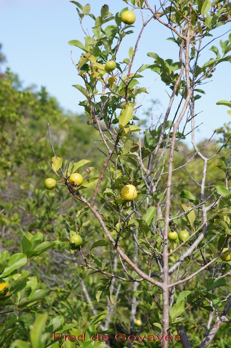 Pied de Goyaves - Psidium guajava - Myrtacée - exo