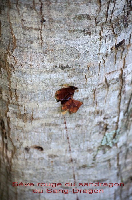 Sandragon ou Sang-Dragon - Sève rouge - Pterocarpus indicus - Fabacée - exo