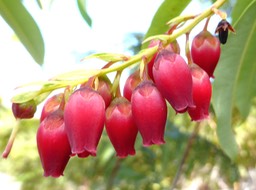 Agarista salicifolia (1)