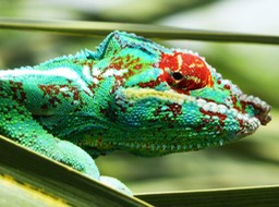 Chameleo pardalis
