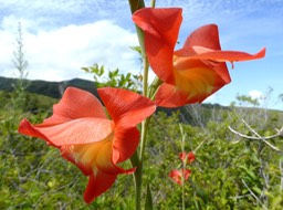Gladiolus galenii (2)