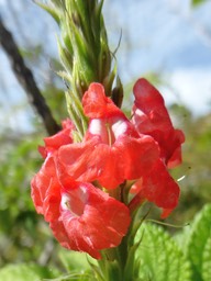 Stachytarpheta mutabilis