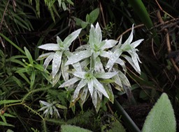 25 helichrysum heliotropifolium 
