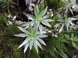 26 helichrysum heliotropifolium 