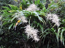 7 inflorescence canne marron 