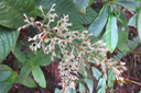 Bertiera rufa - Bois de raisin - Rubiacée - R 
