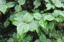 Boehmeria stipularis Wedd. -  Bois de source blanc  - Urticaceae - Mascar. (B, ?M), ?Madag. 